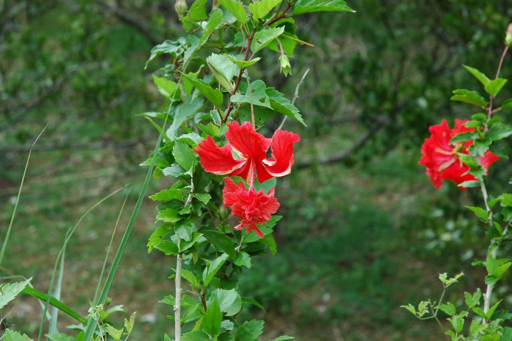 Yukurinaresort Okinawa Hills Churaumi Motobu Esterno foto
